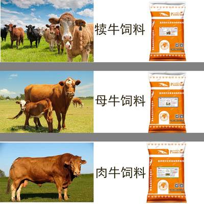 自制牛饲料配方大全 科学配制，提升养殖效益